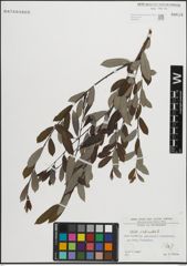 Foto von Salix pedicellata Desf.